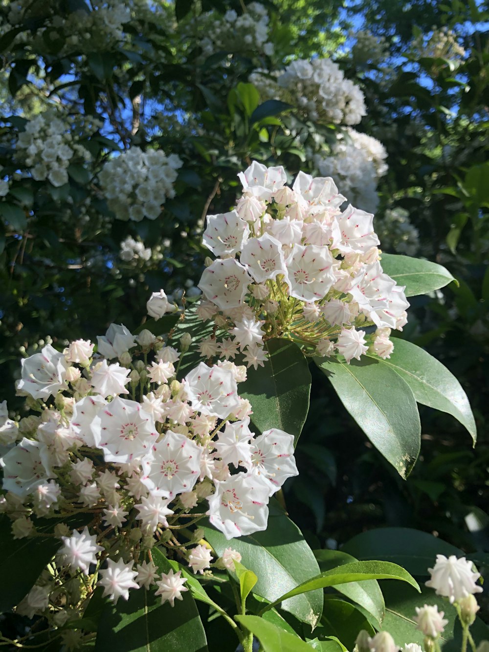 weiße Blüten mit grünen Blättern