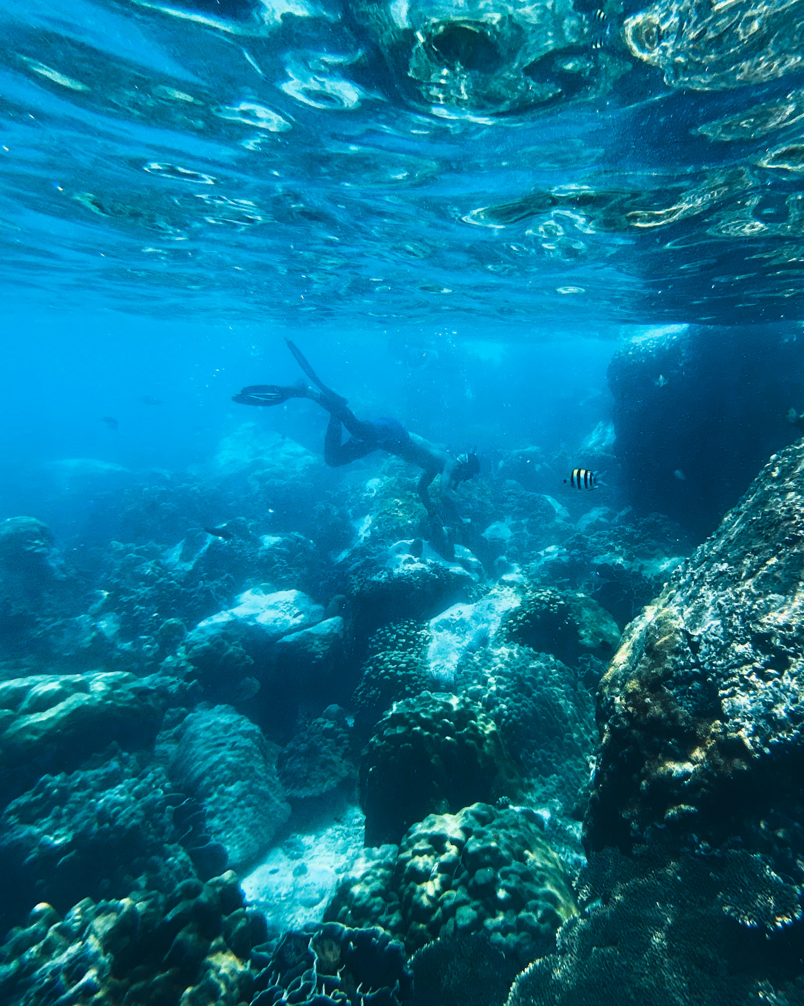Récifs coralliens de Cozumel