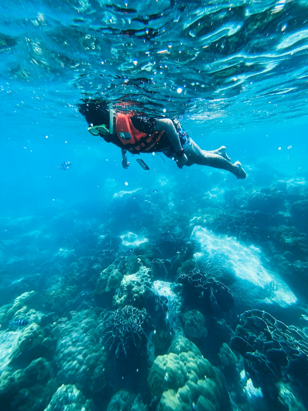 man in black and red diving suit diving on water