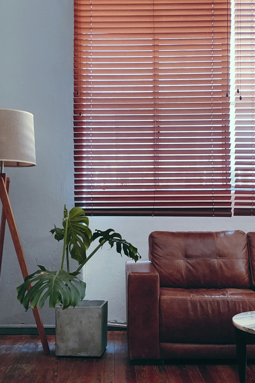 brown window blinds near green plant