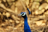A close-up of a colorful Indian peacock displaying its feathers against the backdrop of wild foliage.
