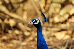 A close-up of a colorful Indian peacock displaying its feathers against the backdrop of wild foliage.