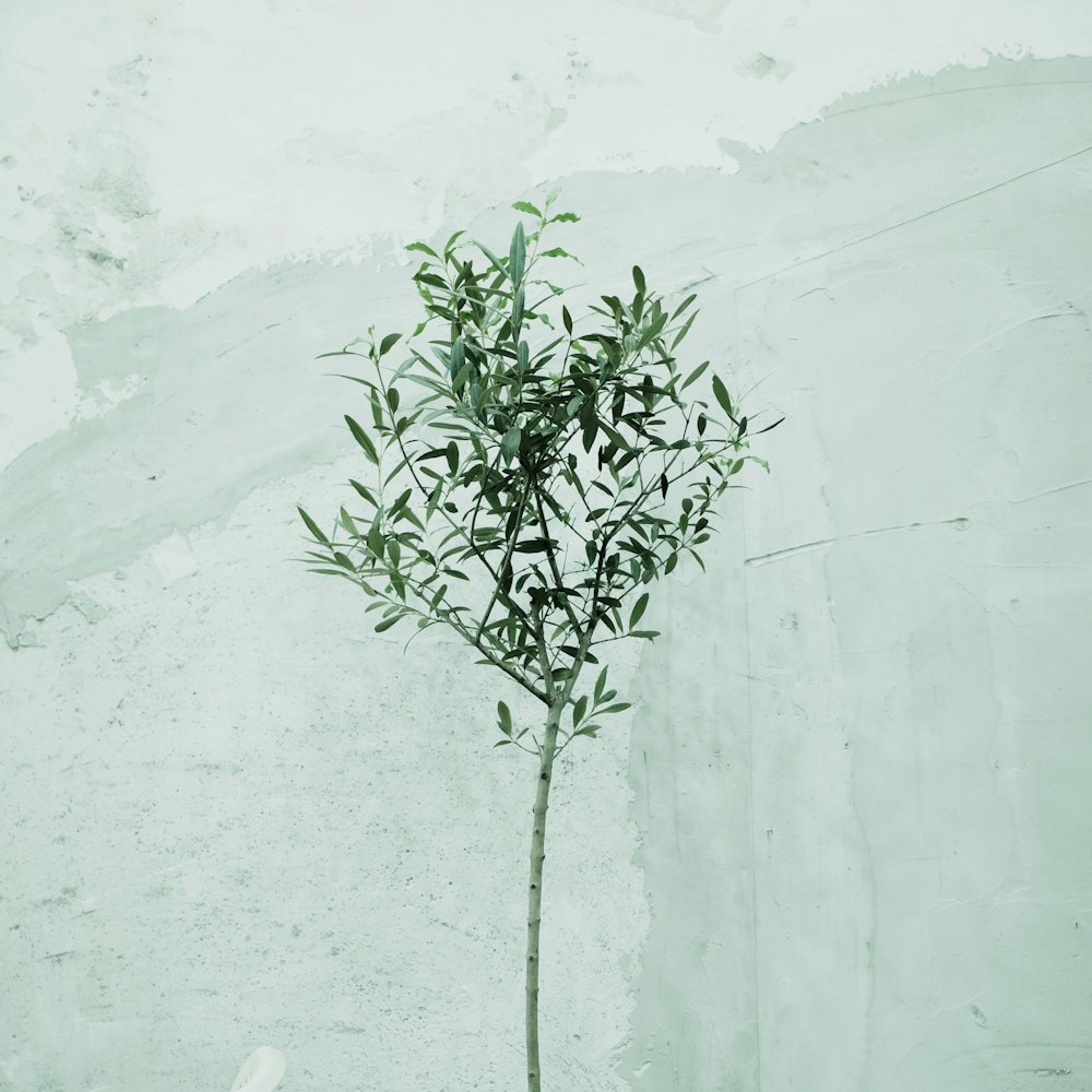 green plant on white wall