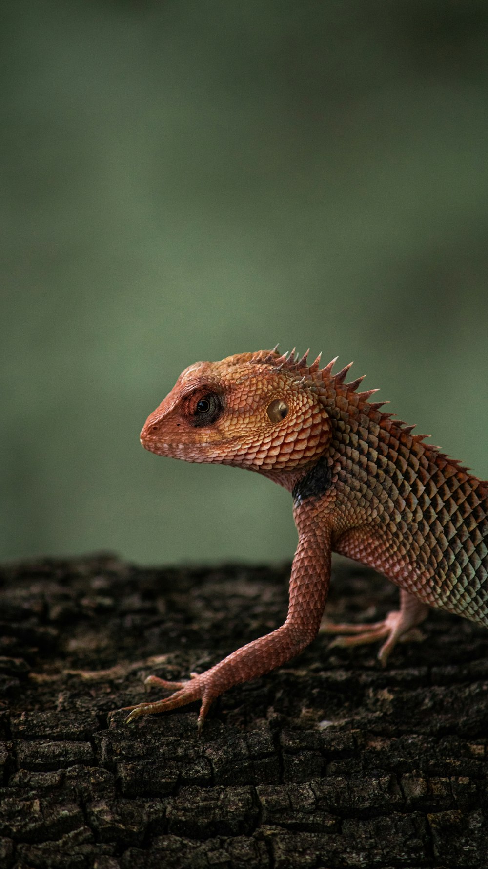 brown and black lizard on brown wood