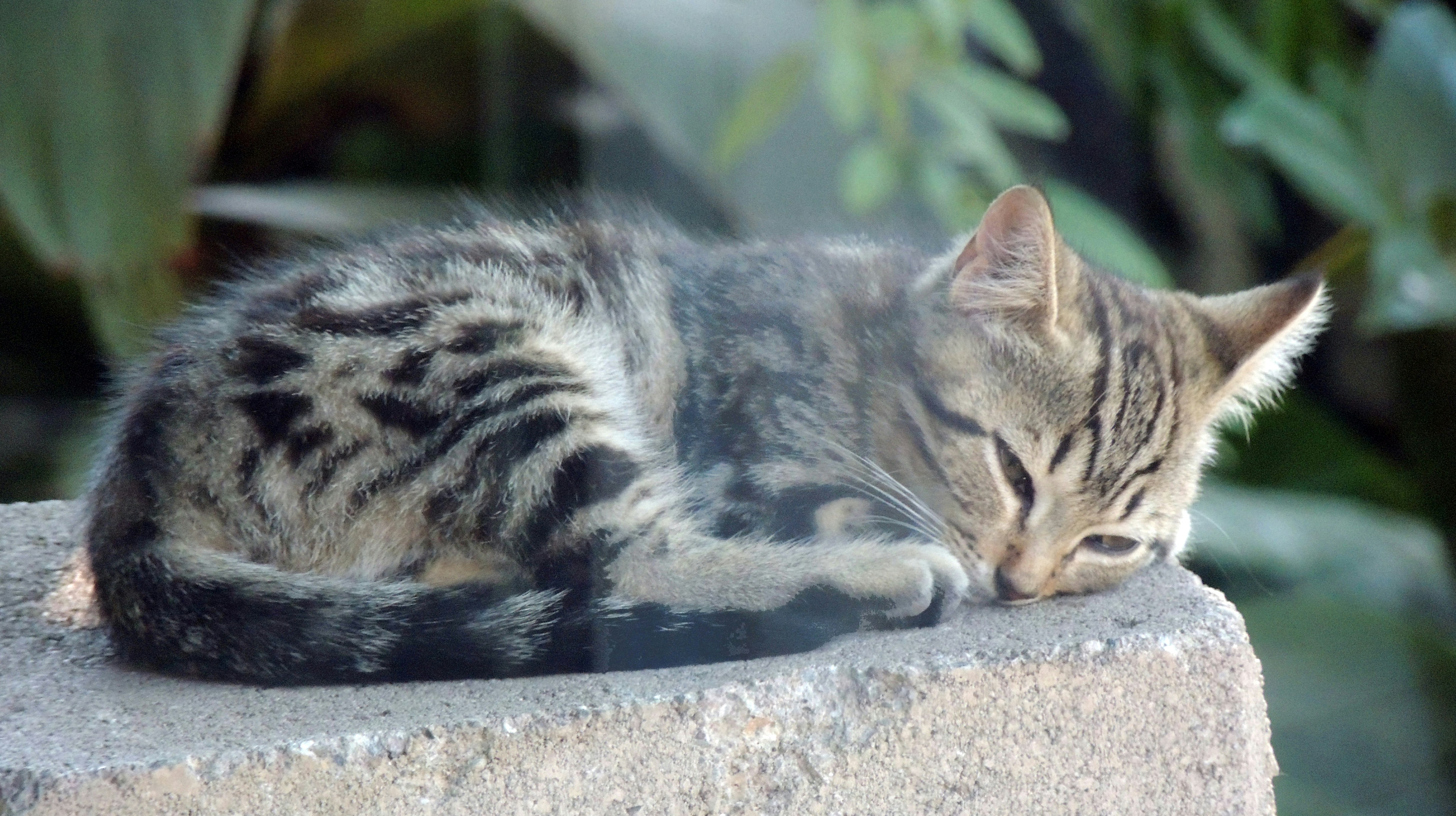 Brown tabby cat lying on gray concrete surface photo – Free Cat Image ...