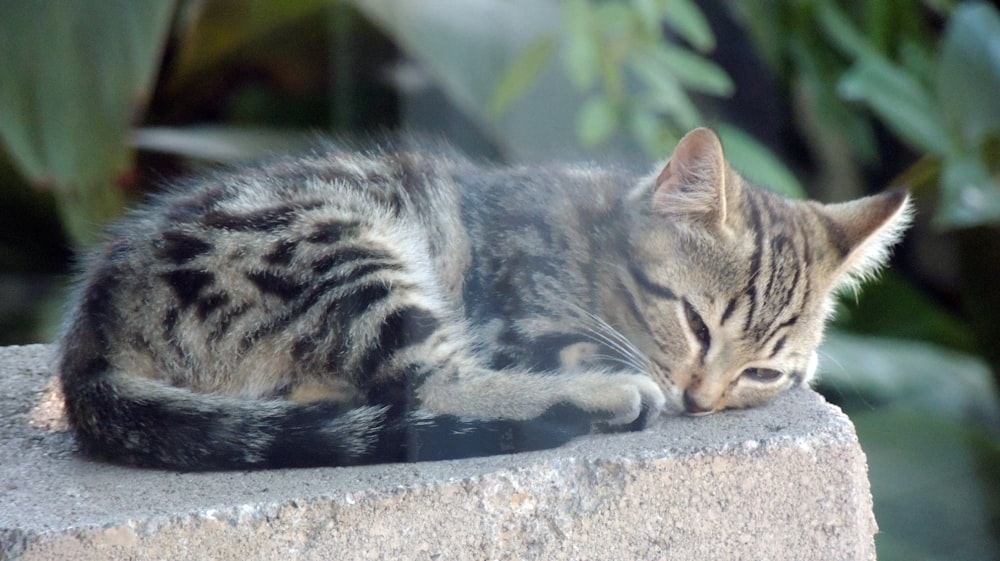 brown tabby cat lying on gray concrete surface