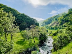 green trees beside river under blue sky during daytime