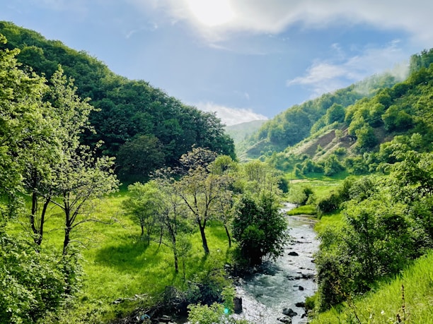 green trees beside river under blue sky during daytime