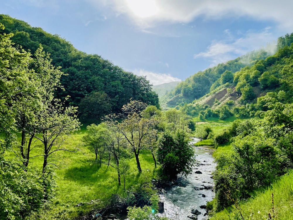 昼間の青空の下、川沿いの緑の木々