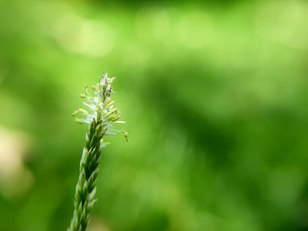 white flower in tilt shift lens