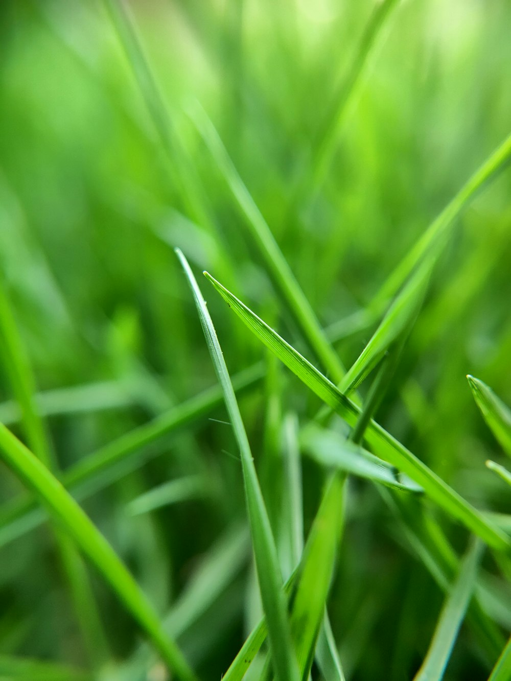 green grass in macro lens photography