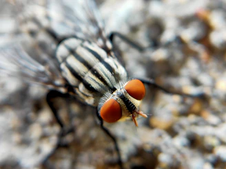black and brown fly on white and brown textile