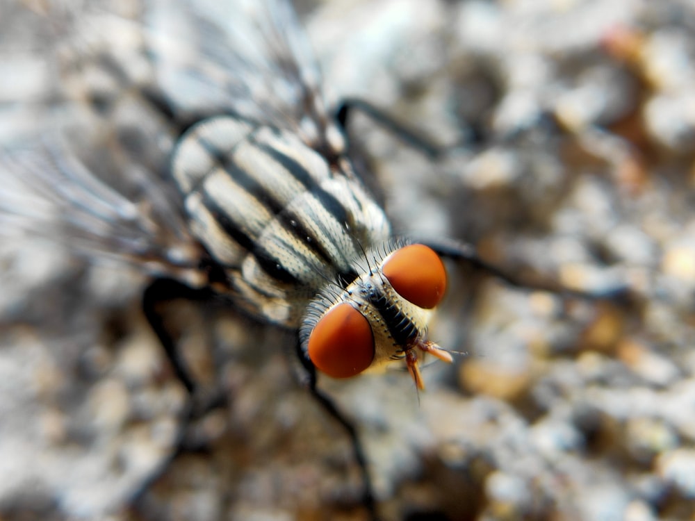 black and brown fly on white and brown textile