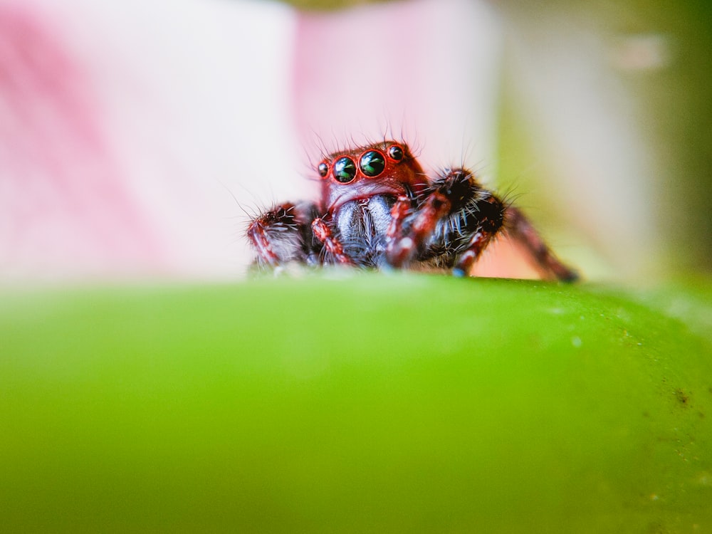 brown and black spider on pink flower