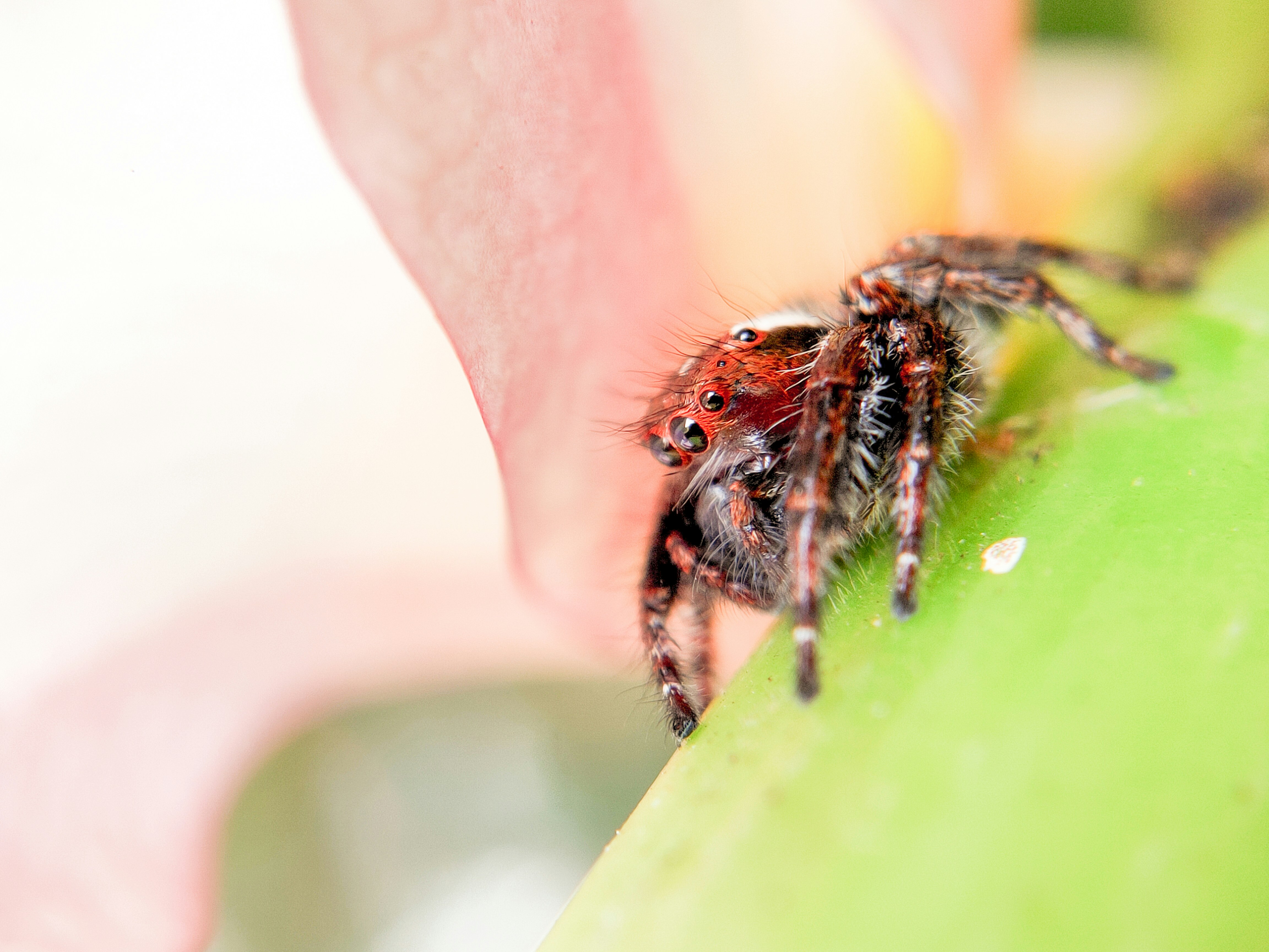 brown jumping spider on green leaf