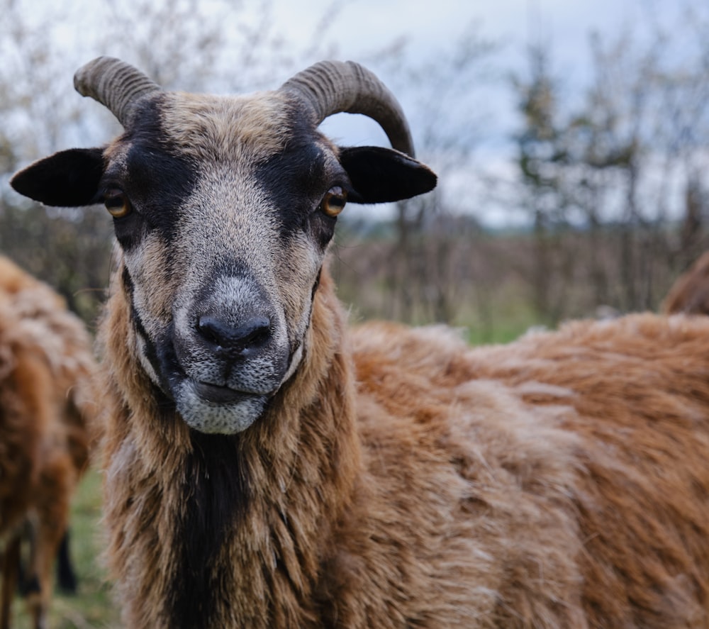 brown ram on green grass field during daytime