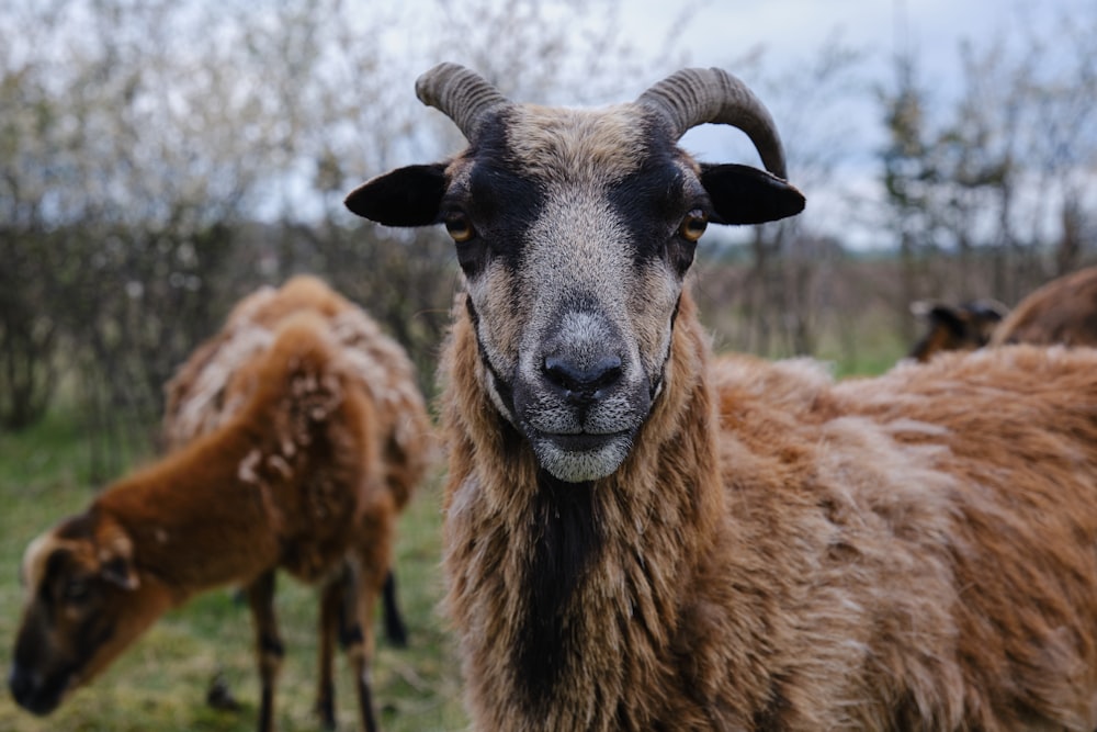 brown ram on green grass field during daytime