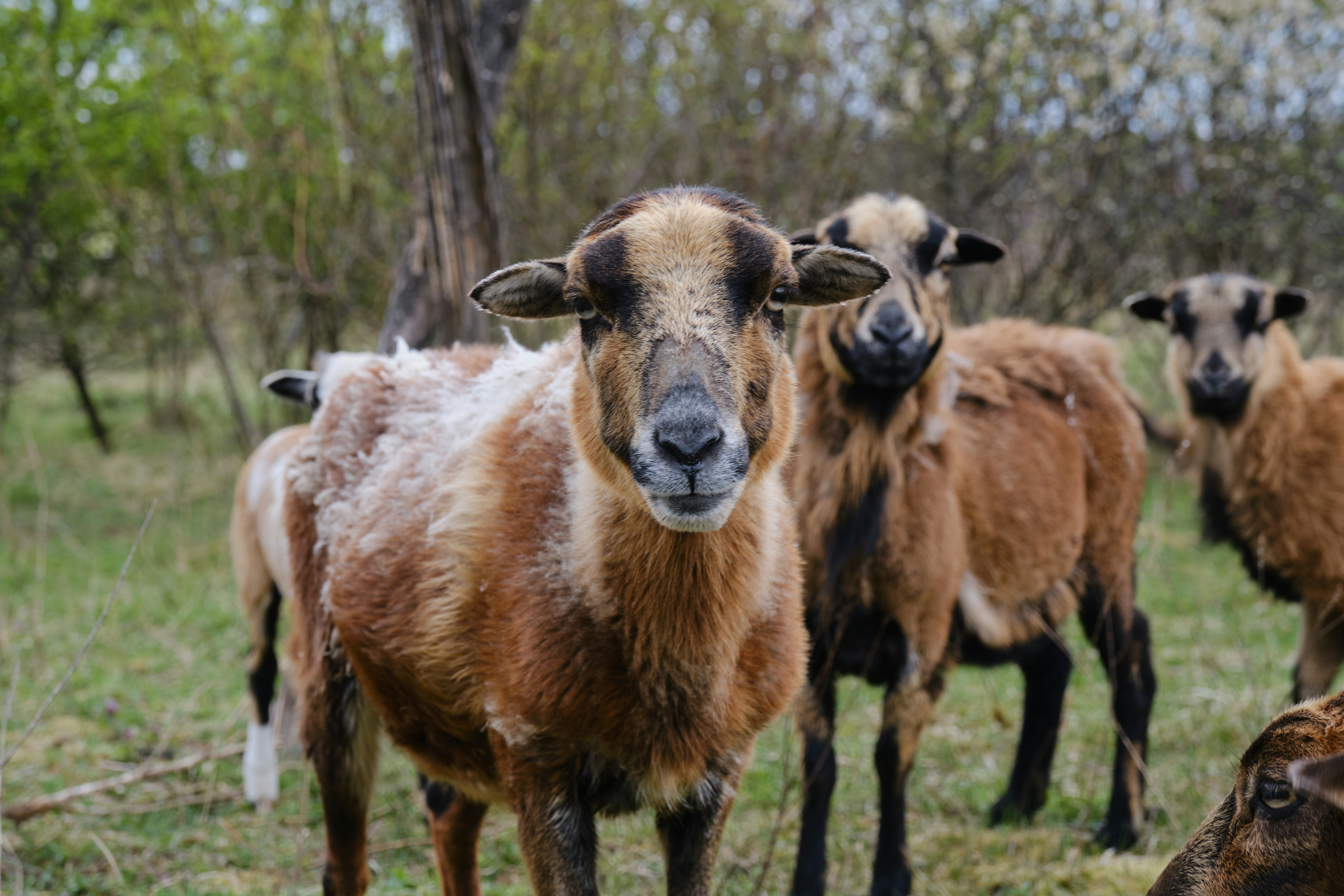 brown sheep on green grass field during daytime