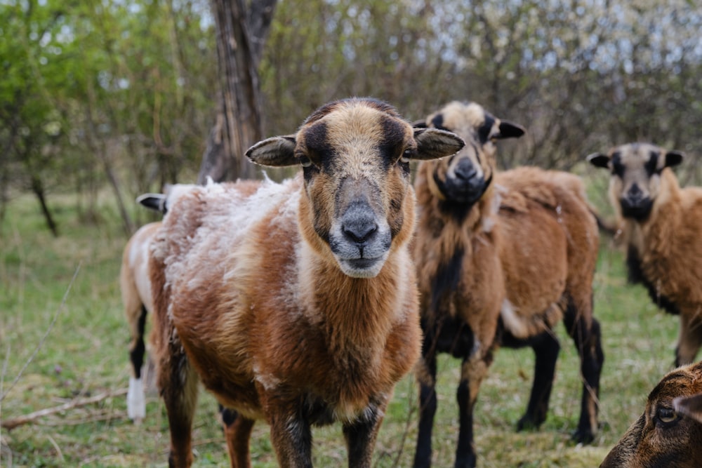 brown sheep on green grass field during daytime