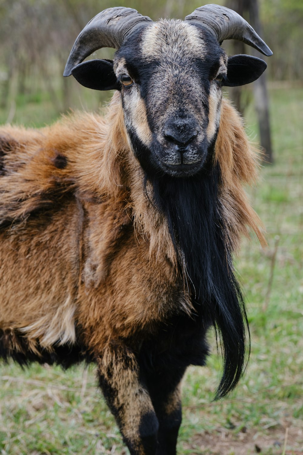 brown and black animal on green grass field during daytime