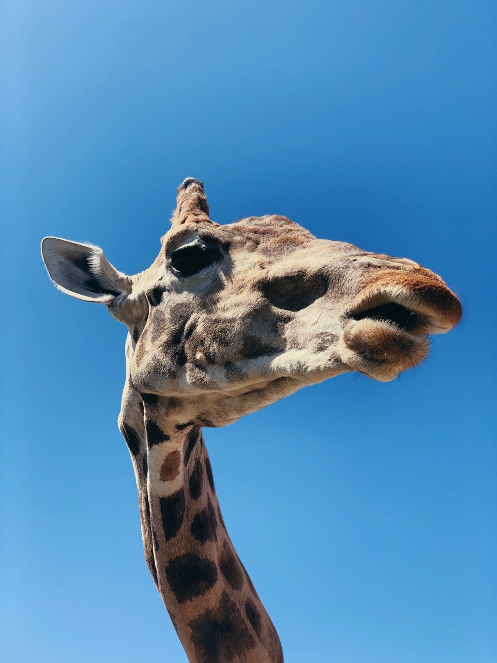 brown giraffe under blue sky during daytime