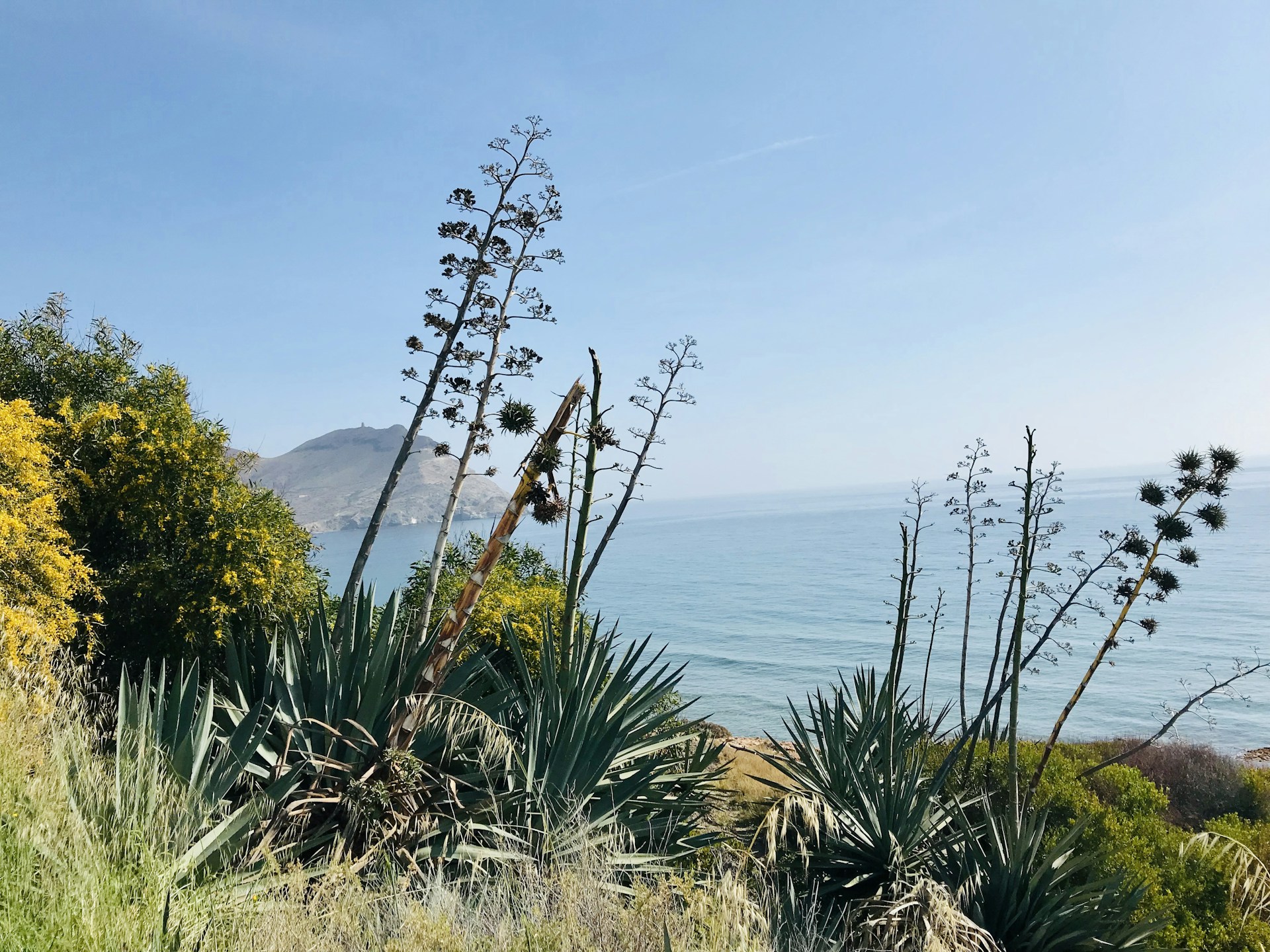 green grass near body of water during daytime
