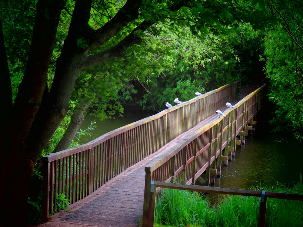 Braune Holzbrücke über den Fluss