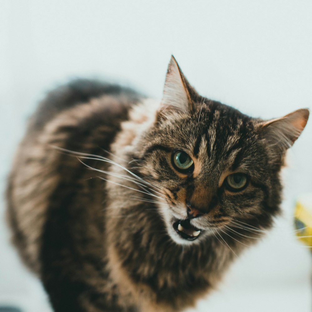 brown and black tabby cat