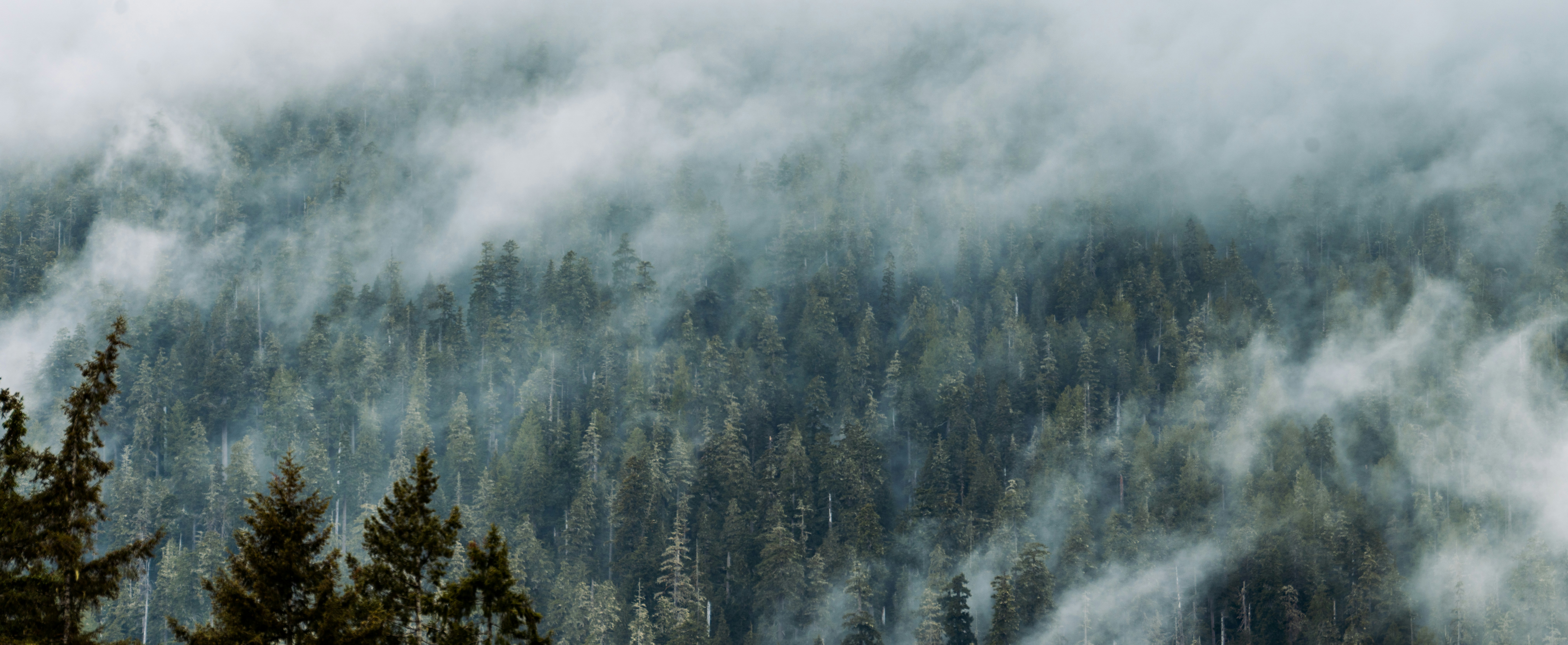 Fog rolling over the rainforest near Lake Quinalt in Washington.