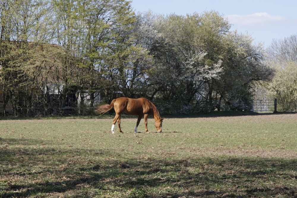 brown horse on green grass field near trees during daytime