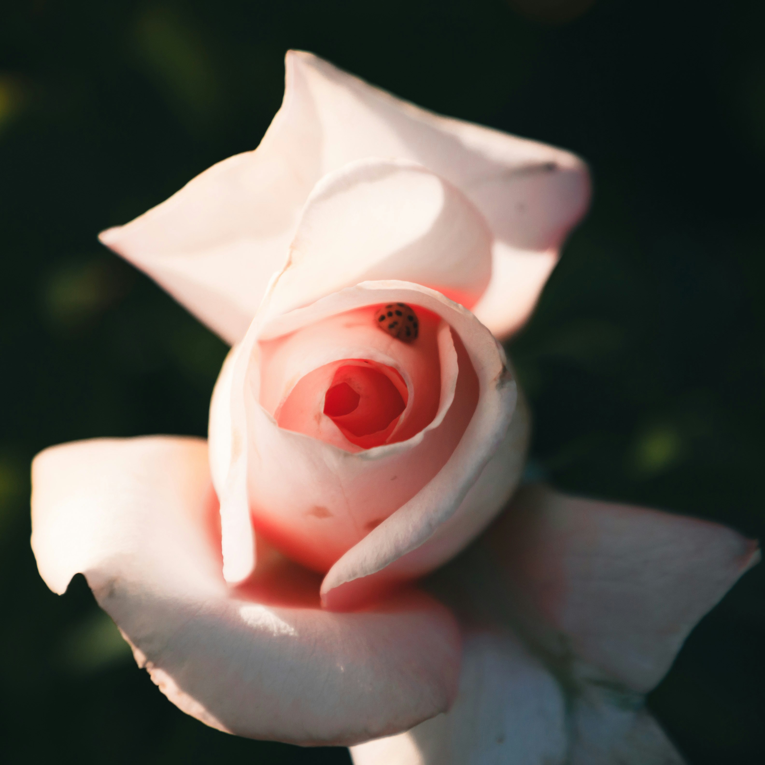 Weiße Rose blüht tagsüber