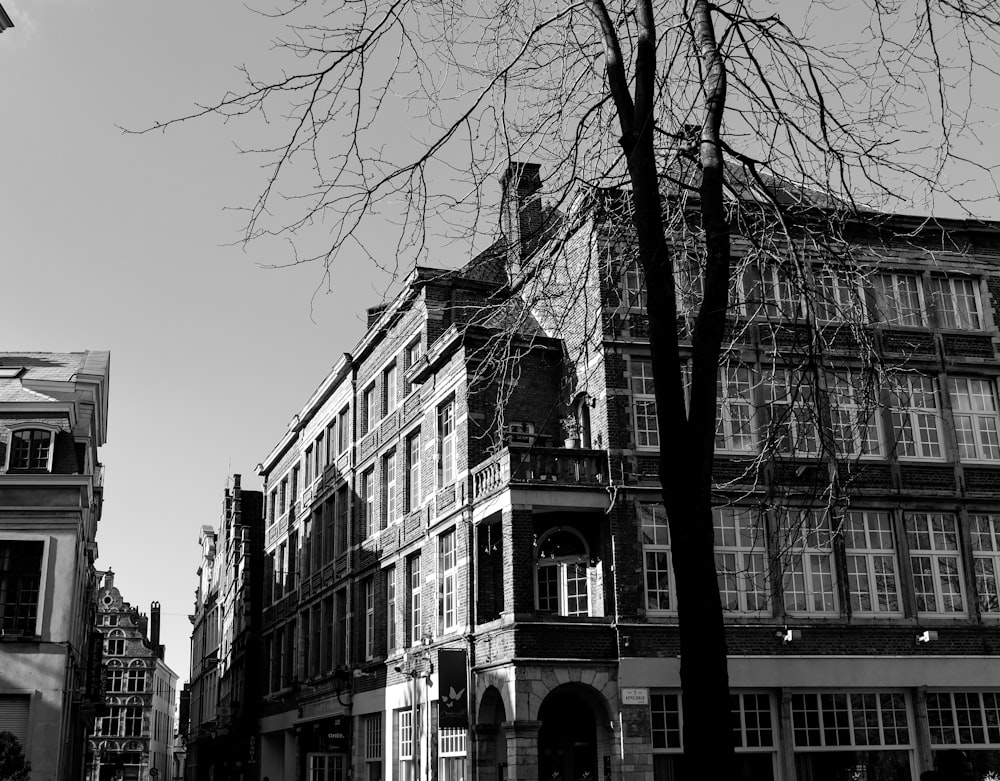 grayscale photo of bare trees near building