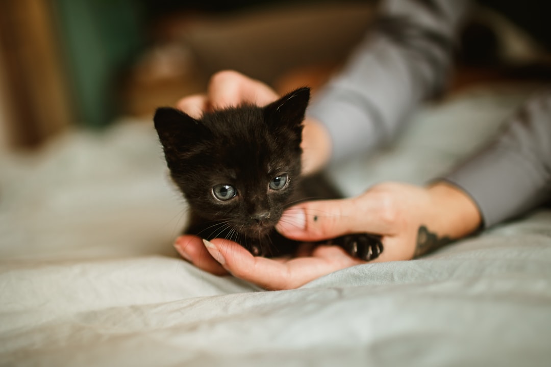 black cat on white textile