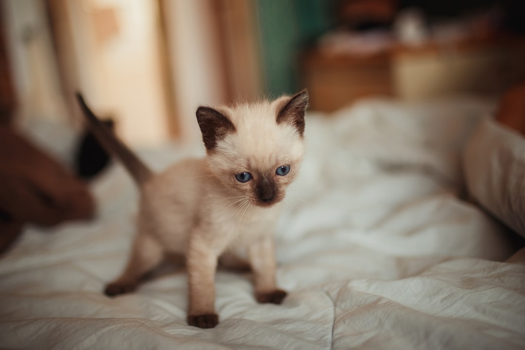 white and brown cat on white textile