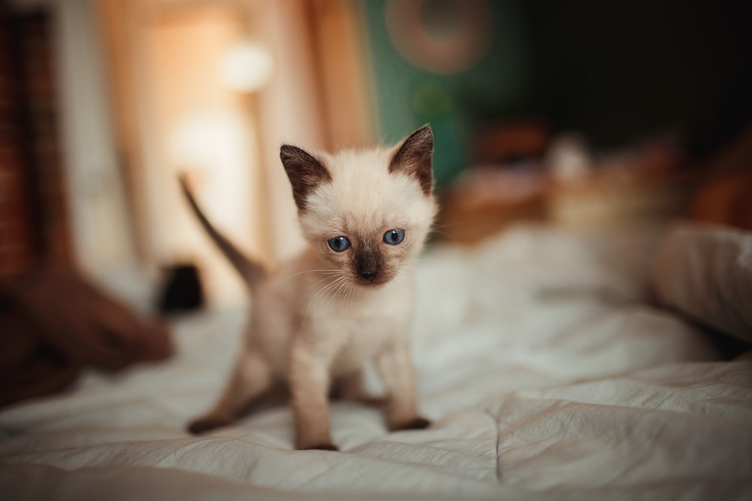 white and brown kitten on white textile