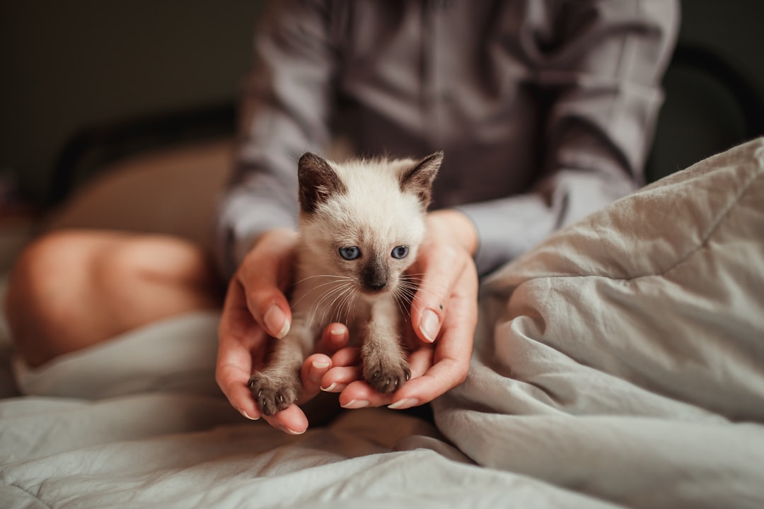 person holding white and brown kitten