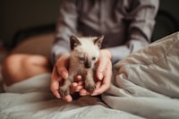 Person holding a white and brown kitten