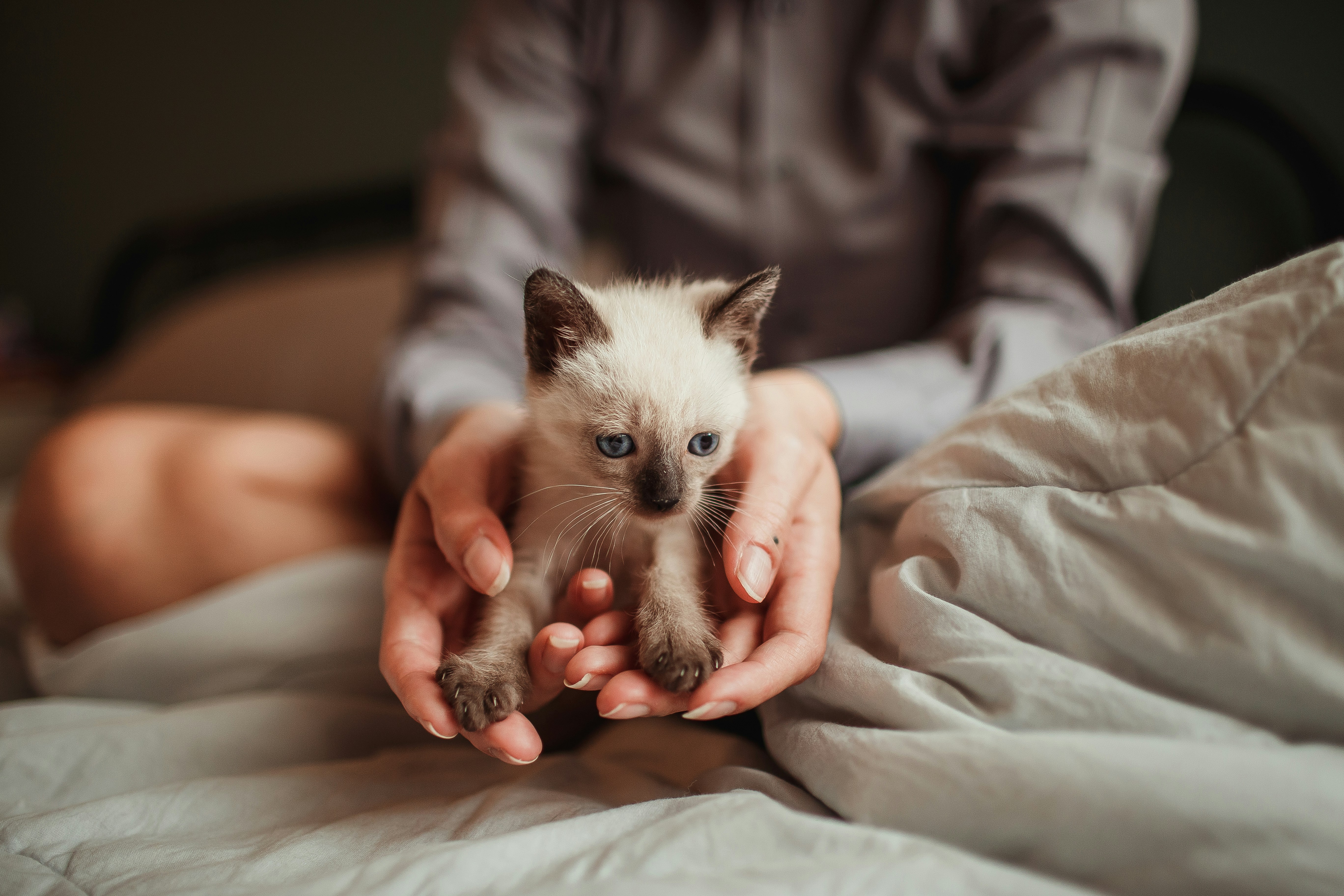 Health Guaranteed Kittens Available Now