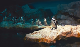 singapore zoo: singapore travel itinerary