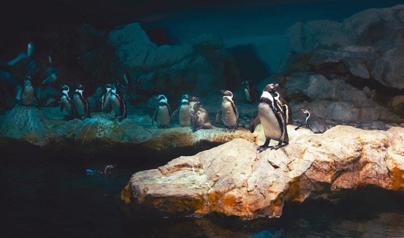 singapore zoo: singapore travel itinerary