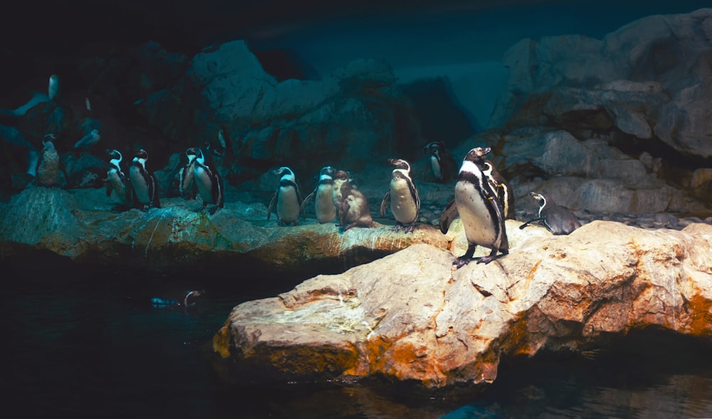 Pingüinos en una formación rocosa marrón