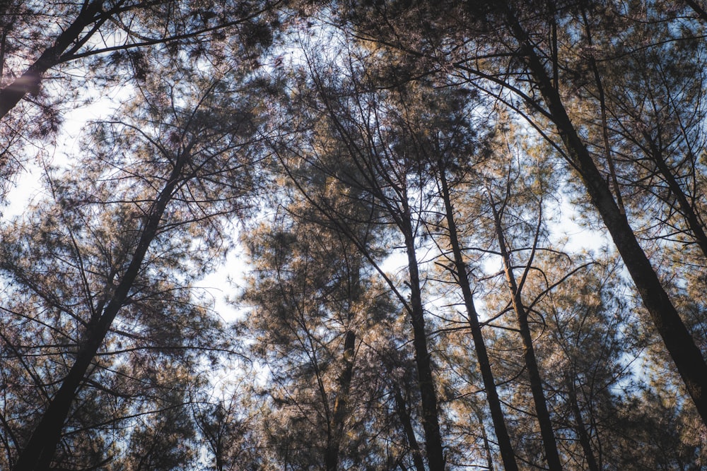 brown and green trees under white sky during daytime