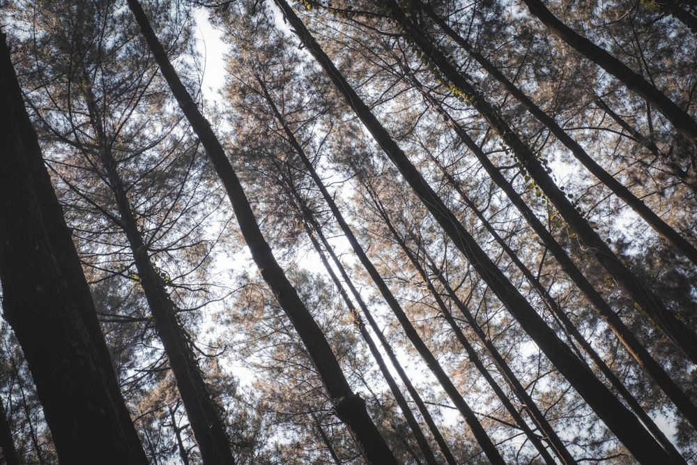 low angle photography of trees during daytime