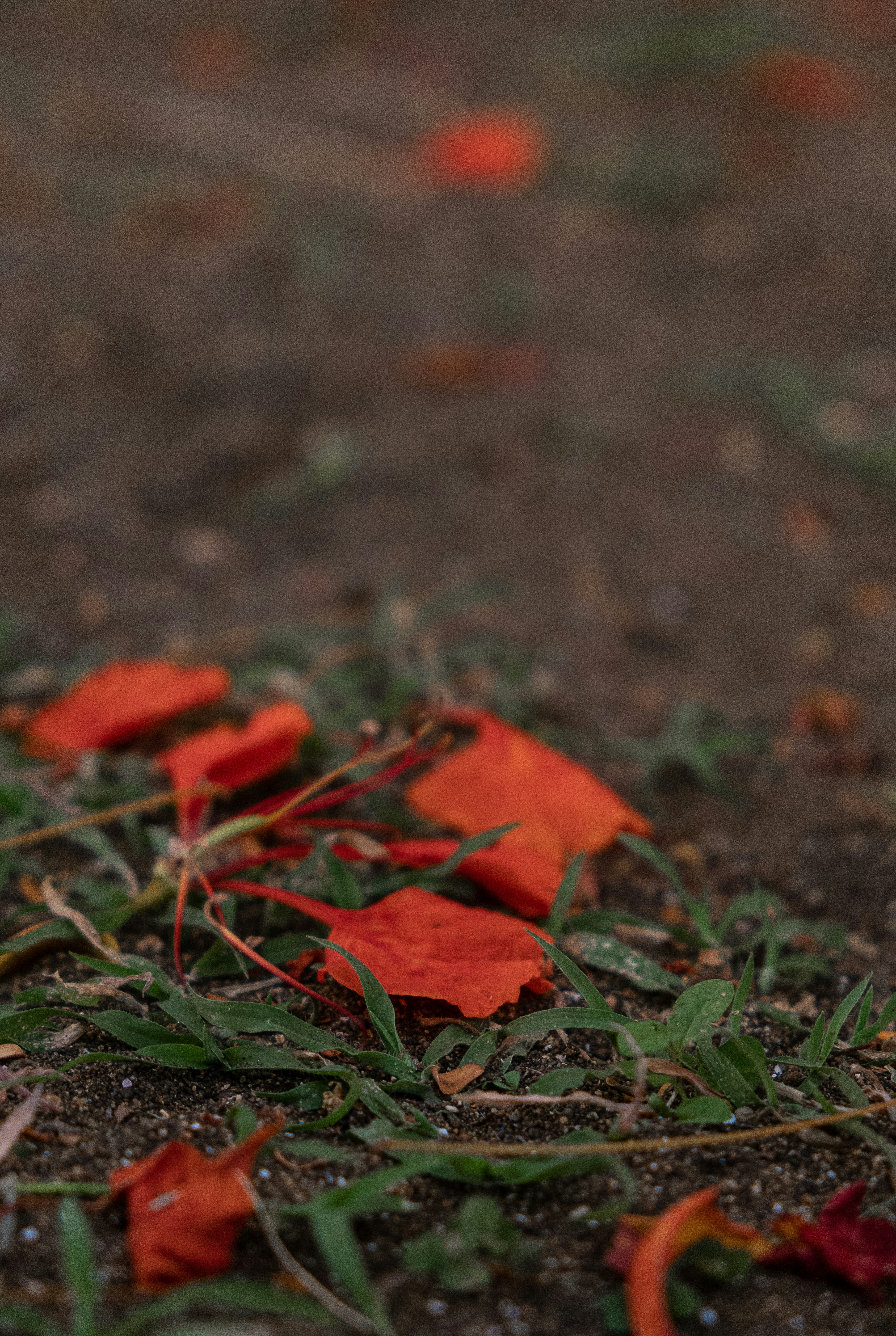 red maple leaf on green grass