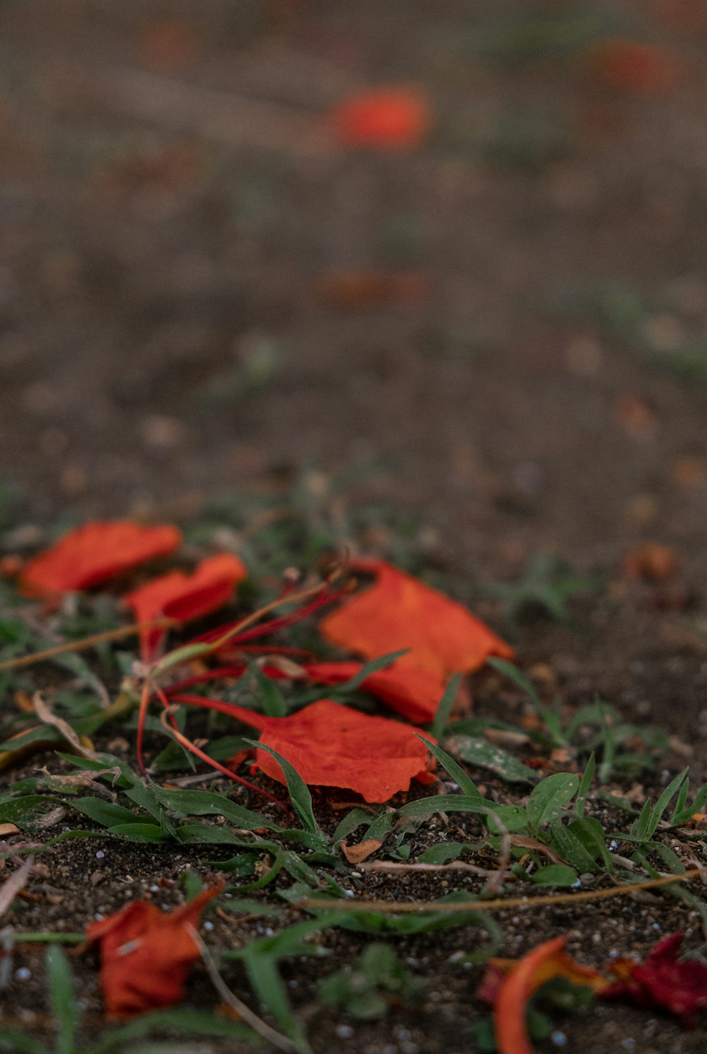 folha de bordo vermelha na grama verde