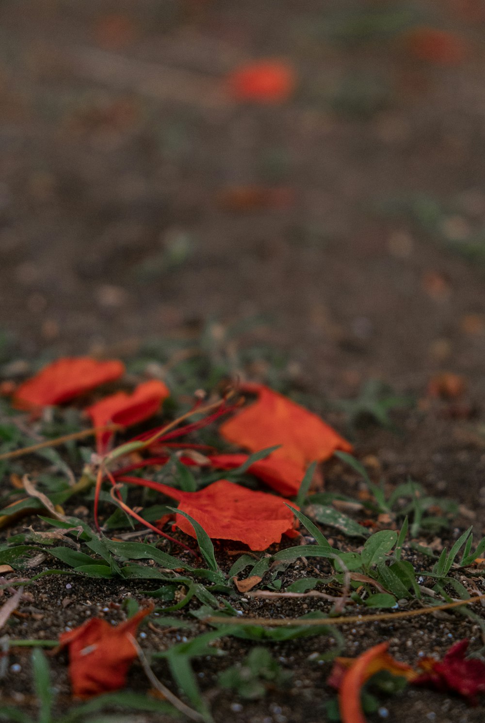 red maple leaf on green grass