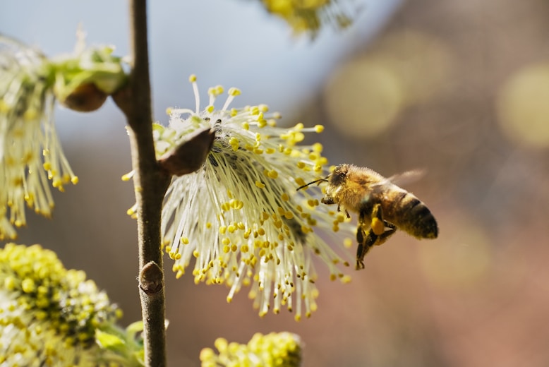 Bienenflug im Februar bei honigmacher.at