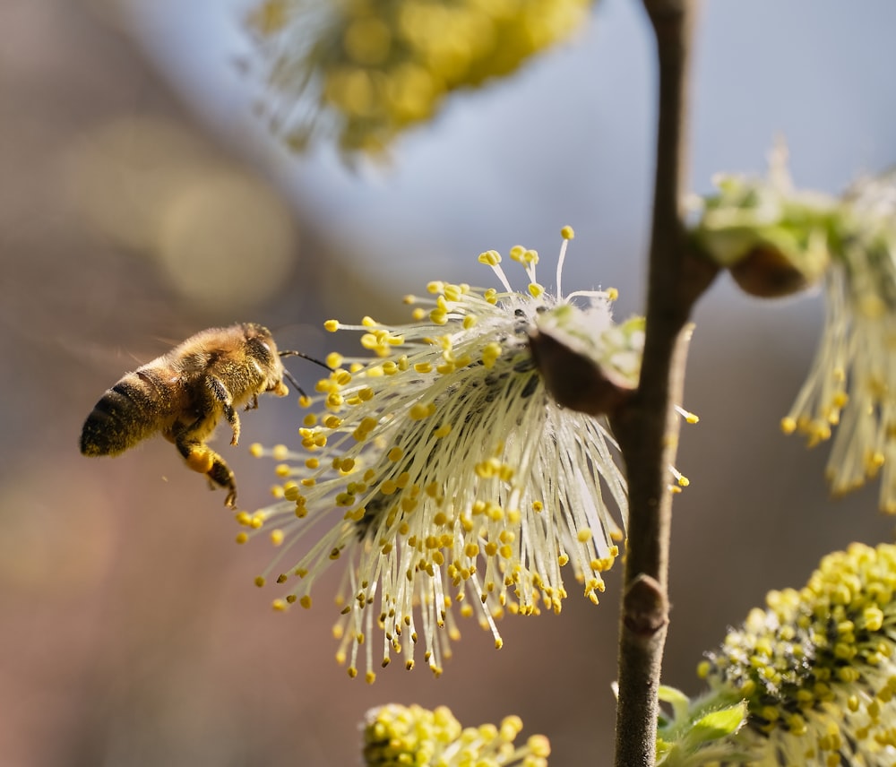 honeybee perched on purple flower in close up photography during daytime