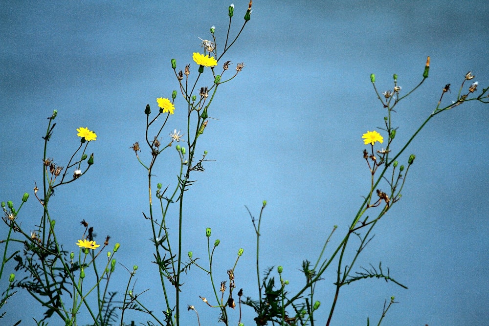 yellow flowers under blue sky