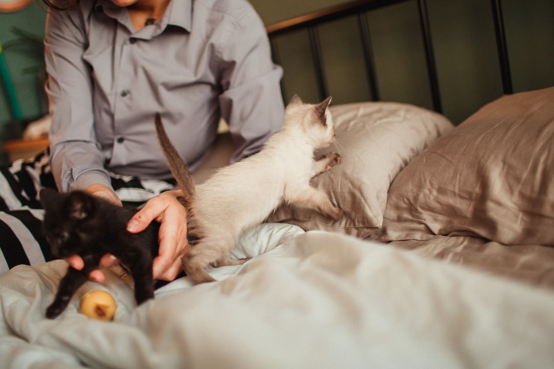 white cat on white bed